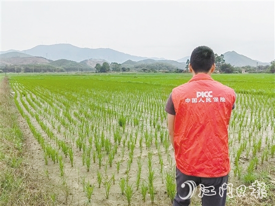 江門人保財險工作人員到水稻田里查看水稻制種情況。